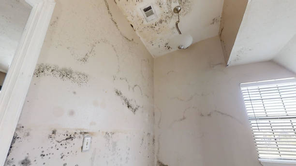 Environmental Consulting for Mold Prevention in East Brewton, AL