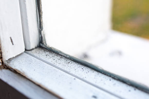 Best Industrial Mold Remediation  in East Brewton, AL