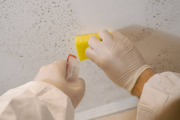 Best Mold Odor Removal Services  in East Brewton, AL