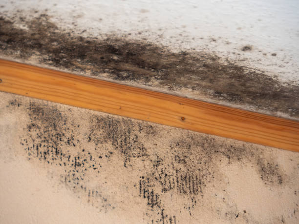 Best Post-Remediation Verification Testing  in East Brewton, AL