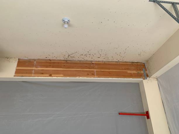 Mold Documentation for Insurance Claims in East Brewton, AL