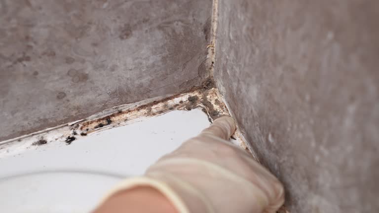 Best Biohazard Mold Removal  in East Brewton, AL