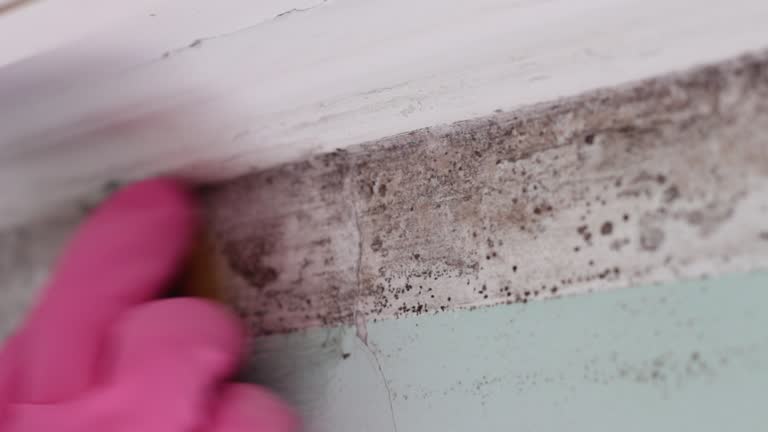 Best Environmental Consulting for Mold Prevention  in East Brewton, AL
